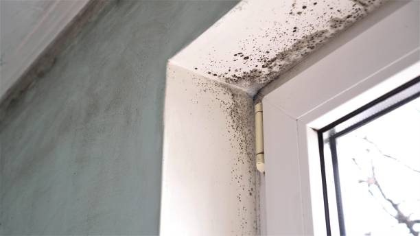 Best Mold Remediation for Schools in Deer Lodge, MT