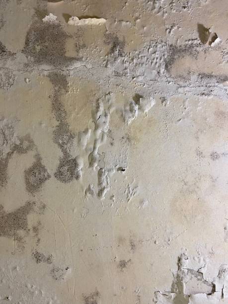 Best Crawl Space Mold Remediation in Deer Lodge, MT